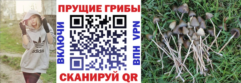 Галлюциногенные грибы прущие грибы  блэк спрут вход  Александров 